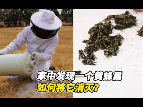 黃蜂入屋預兆|2024蜂巢處理最新指南